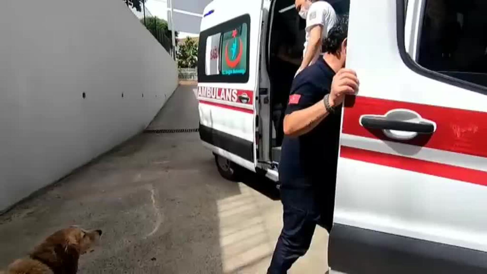 Un perro persigue la ambulancia que traslada a su dueña hasta un hospital de Estambúl