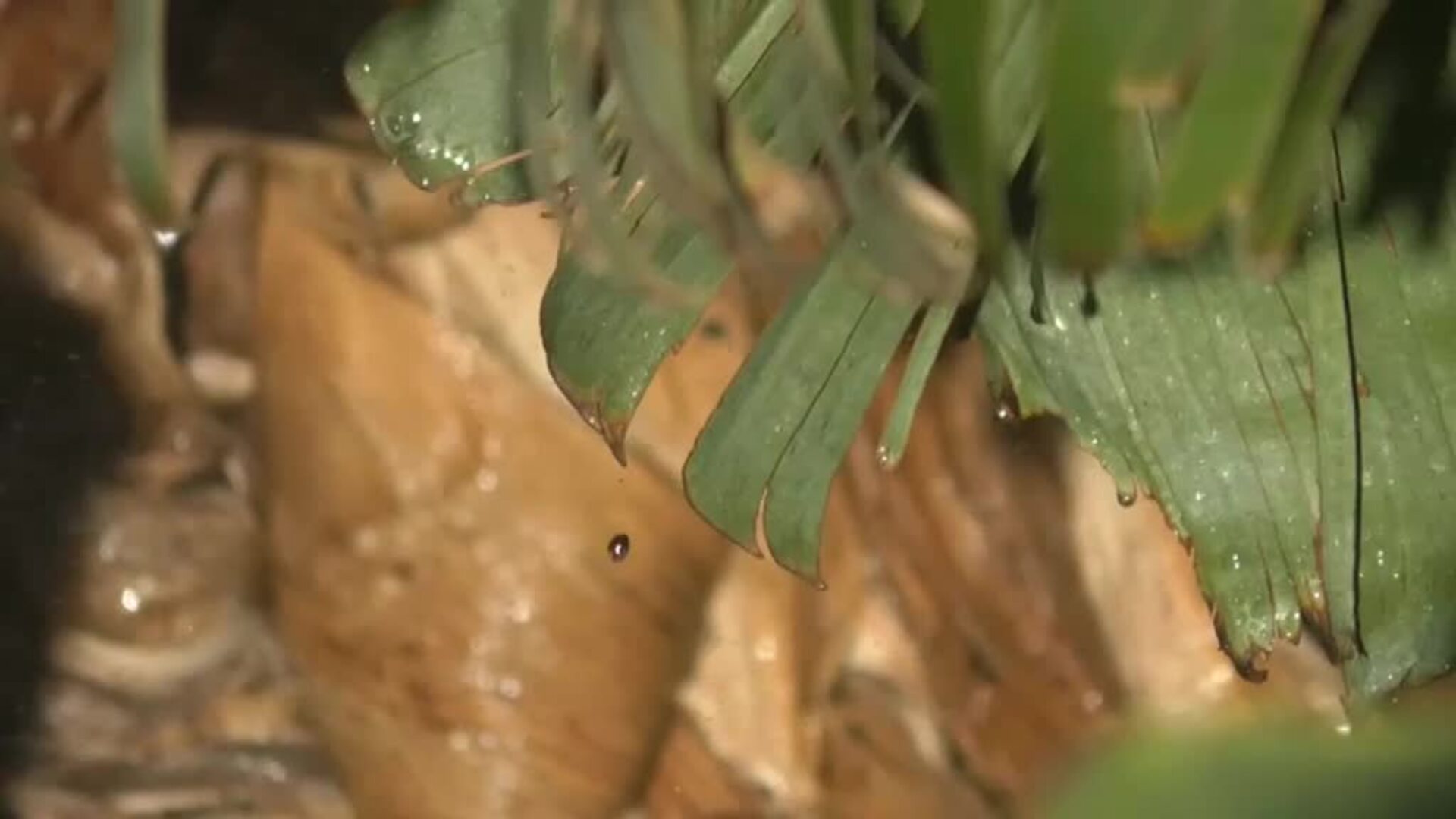 La previsión del viento puede empeorar la calidad del aire en la Palma