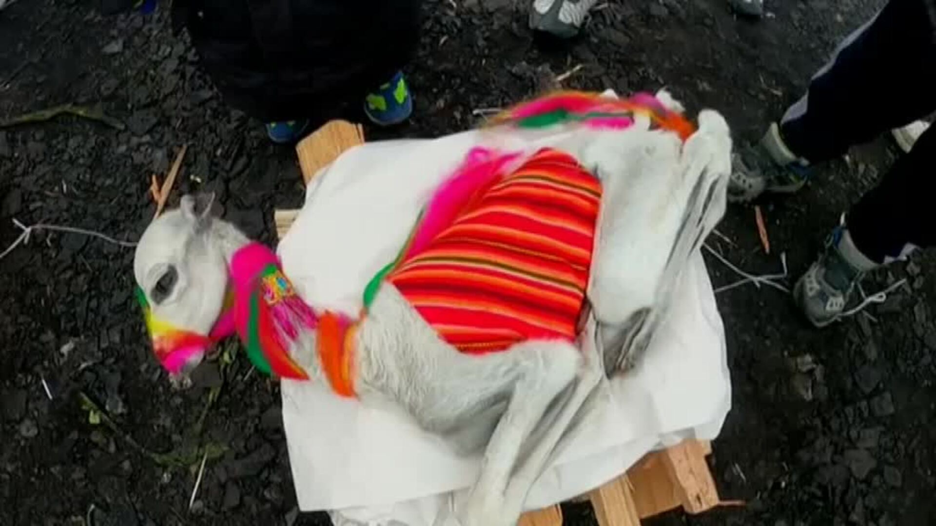 Los indígenas bolivianos honran a la &#039;Pachamama&#039;