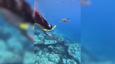 Lola Lolita y Sofía Surferss disfrutan del paraíso natural de Seychelles