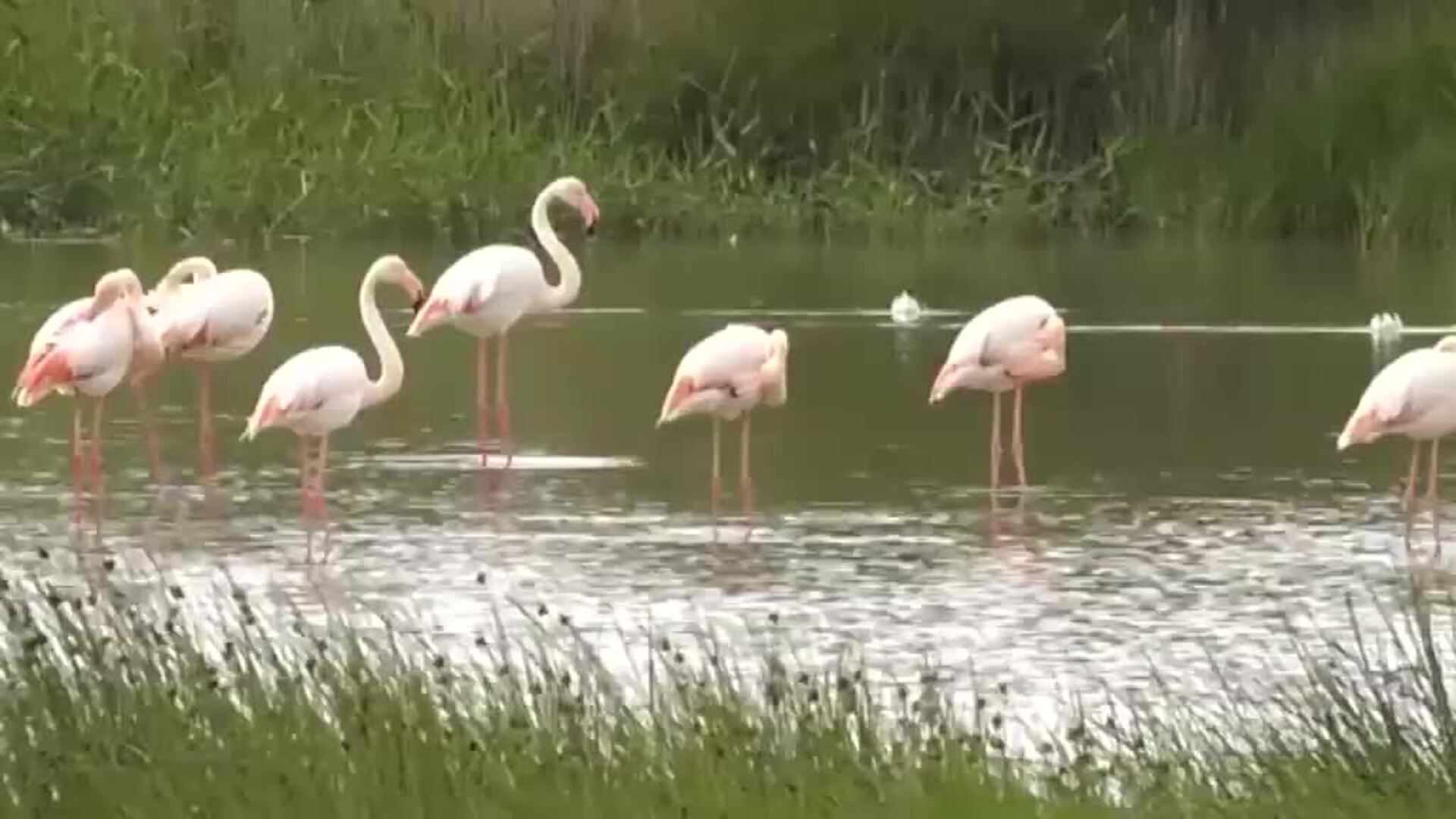 Fuente Piedra acoge la segunda colonia de flamencos más grande de Europa
