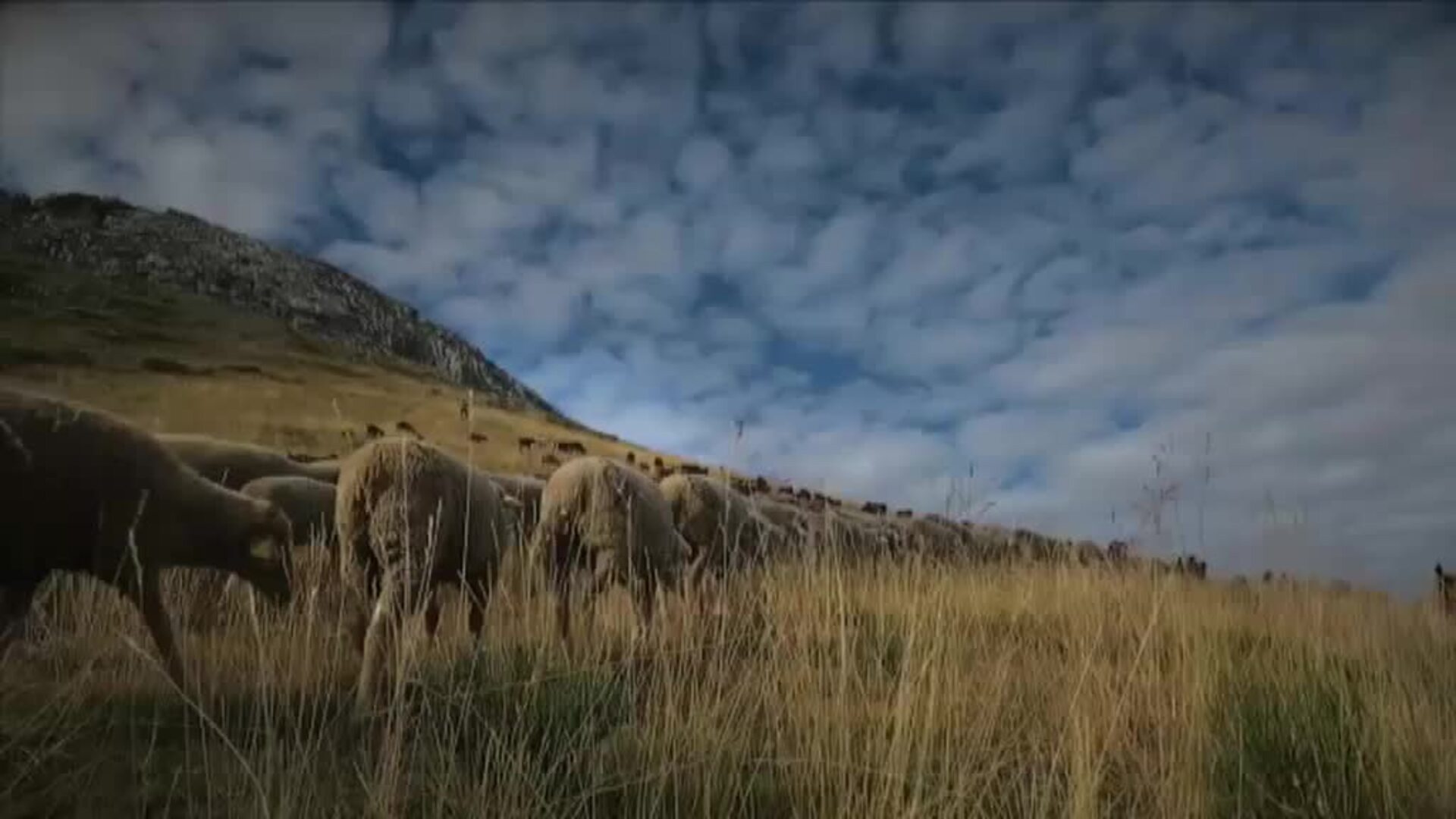España se encamina a prohibir la caza del lobo ibérico