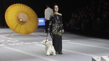Modelos caninos desfilan en Shanghái las creaciones de GIGIWAWA y DAQQAB