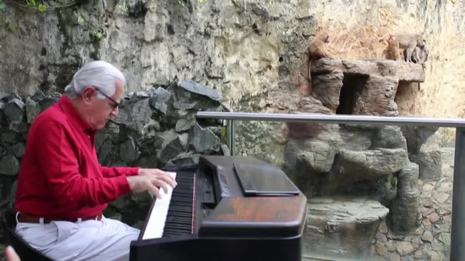 Un zoo de Colombia contrata a un pianista profesional para relajar a los animales