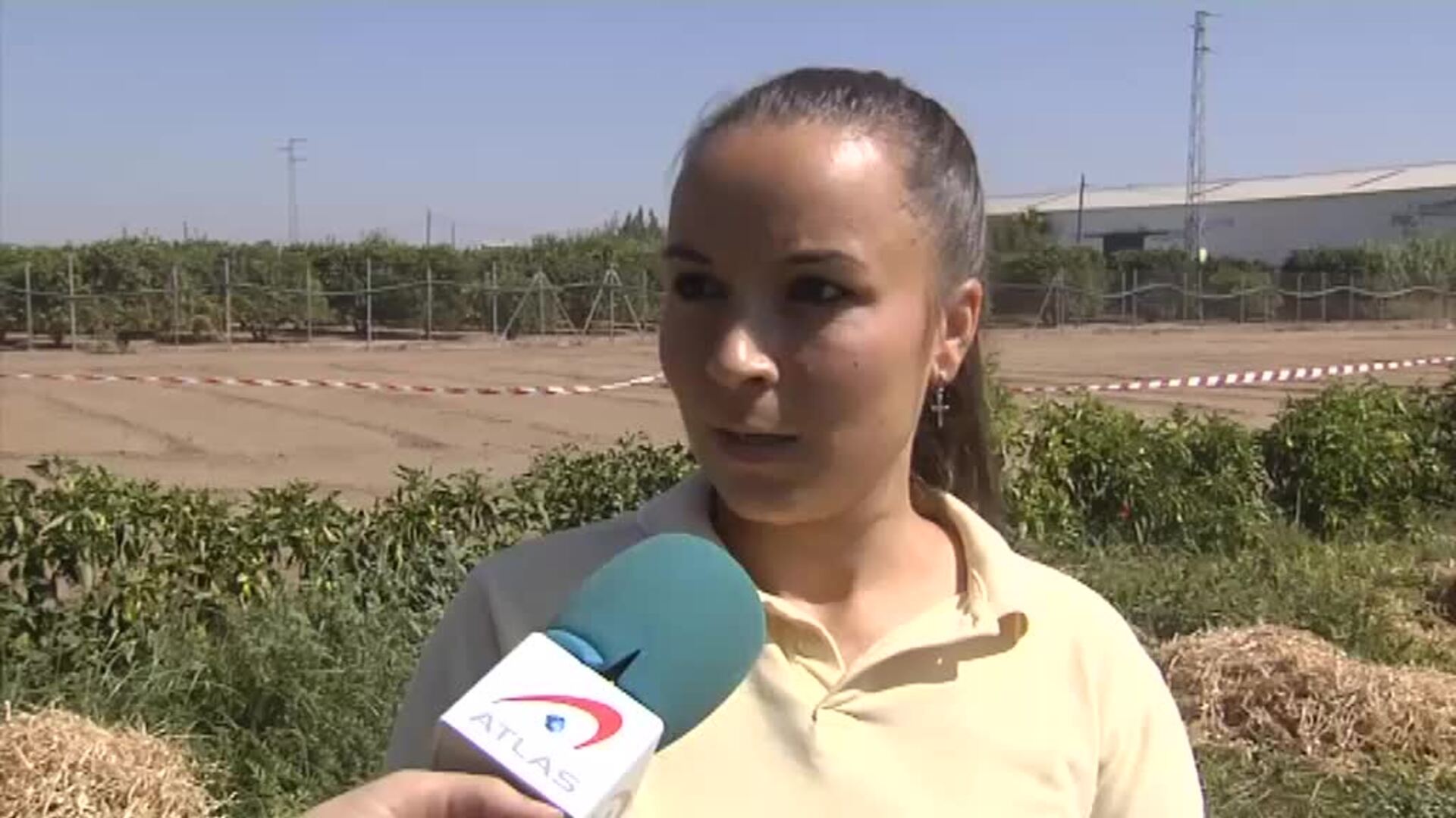 Un agricultor sevillano consigue un racimo de uvas de diez kilos