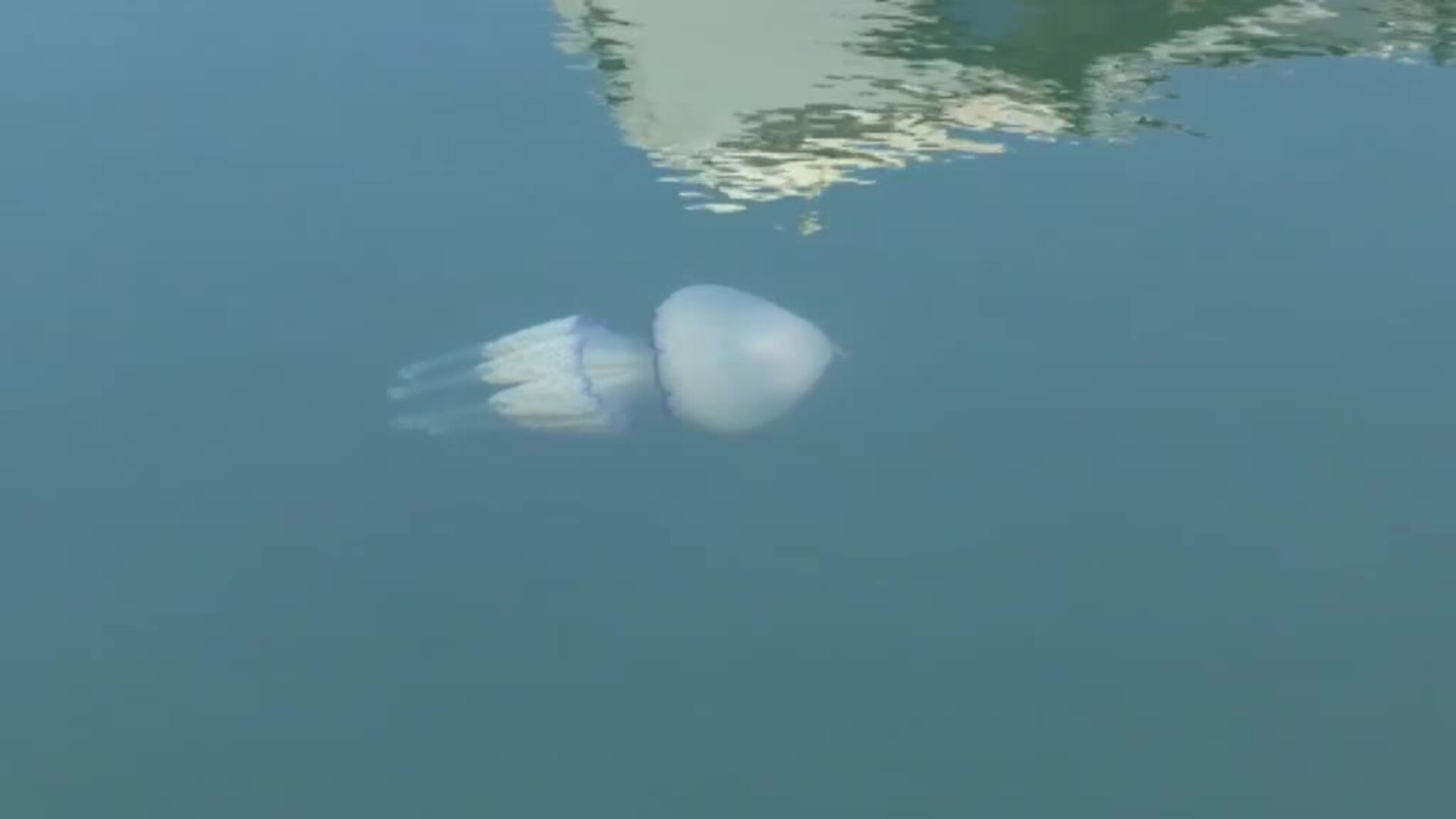 Oxígeno para el Mar Menor