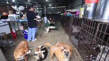 Se celebra el Día Internacional del Perro para honrar su presencia y concienciar sobre su situación en algunos países