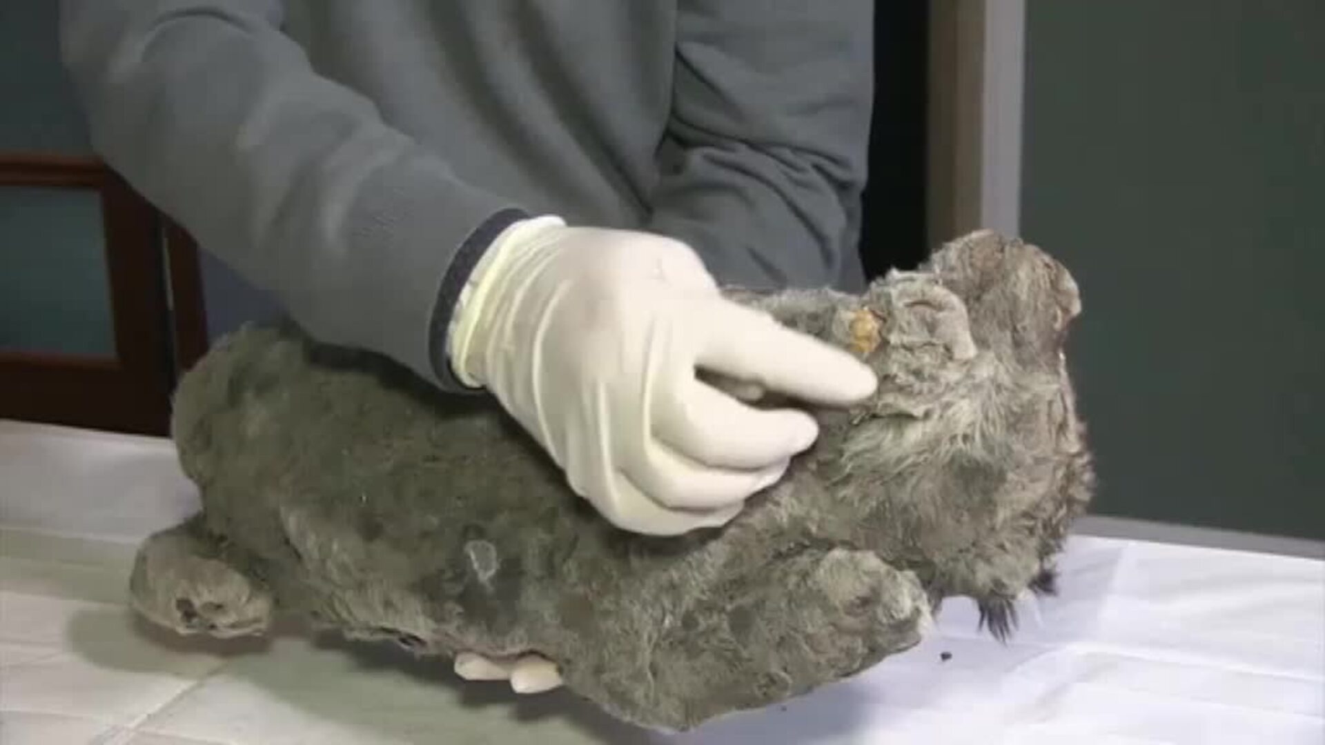 Encuentran a un cachorro de león de hace 28.000 años