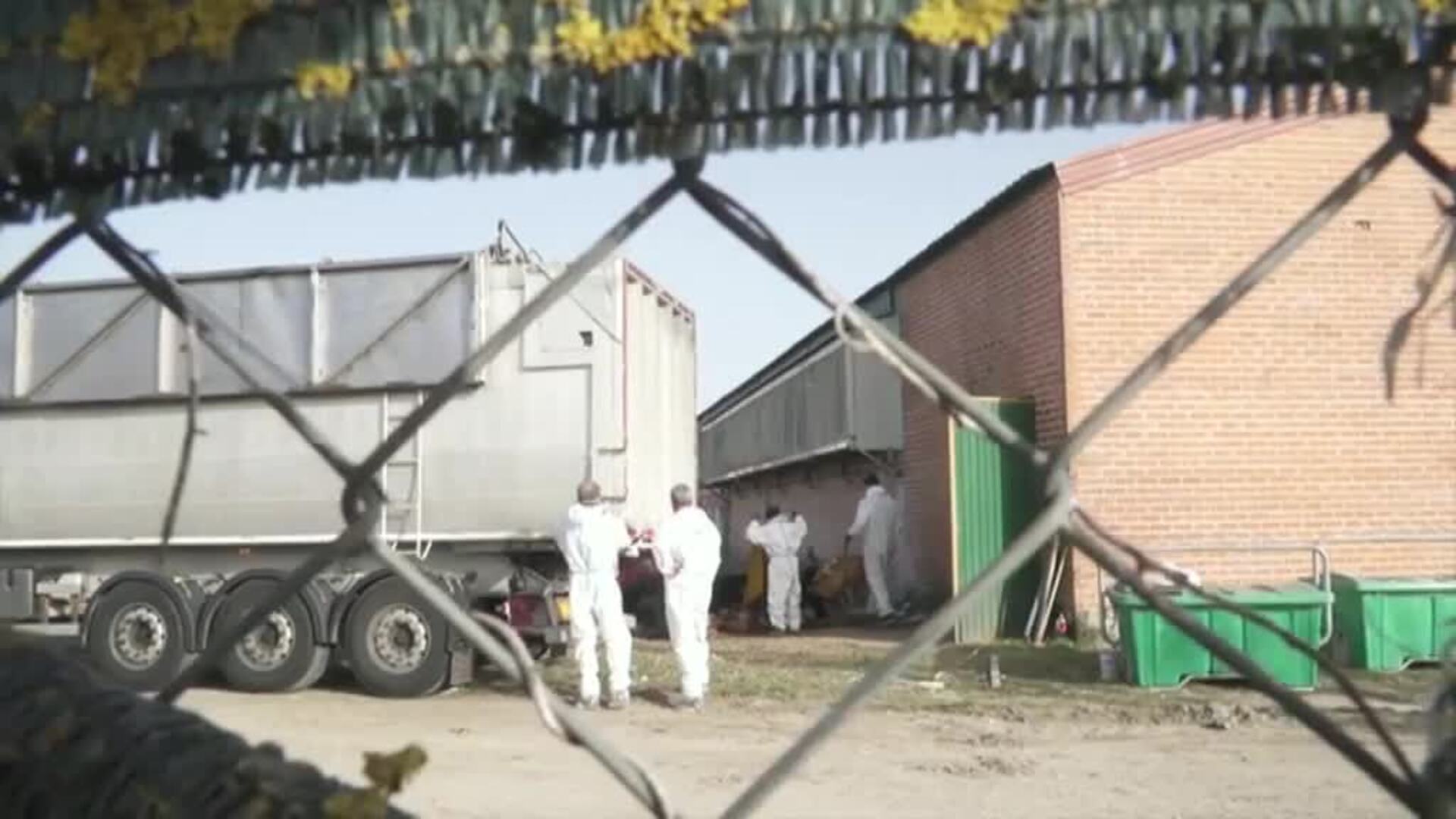 Sacrifican a más de 130.000 gallinas tras un brote de gripe aviar en una macrogranja de Valladolid