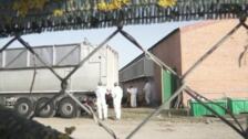 La gripe aviar se extiende por España: estas son las comunidades afectadas
