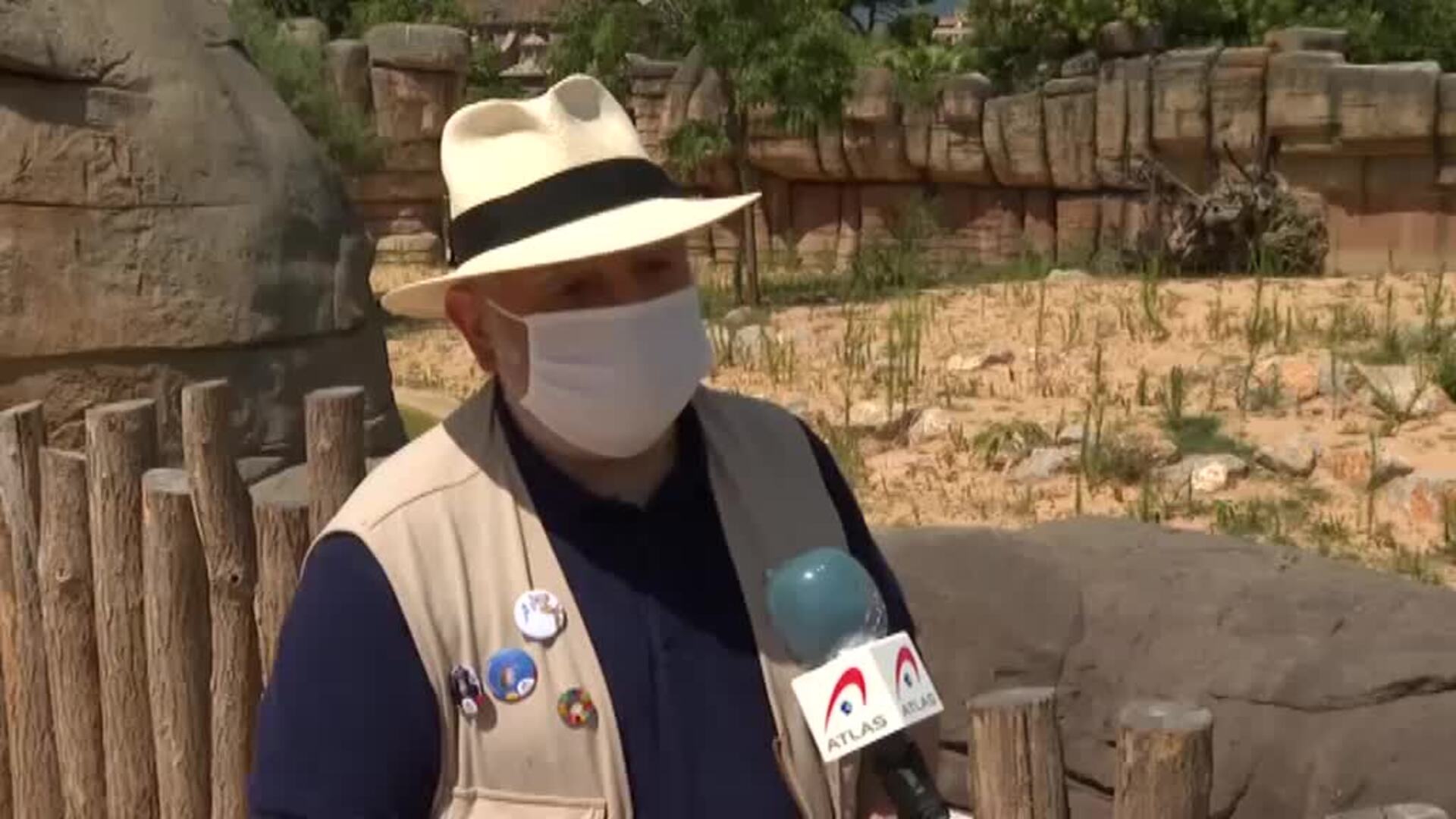 Los leones del Zoo de Barcelona estrenan un hábitat que simula la sabana africana