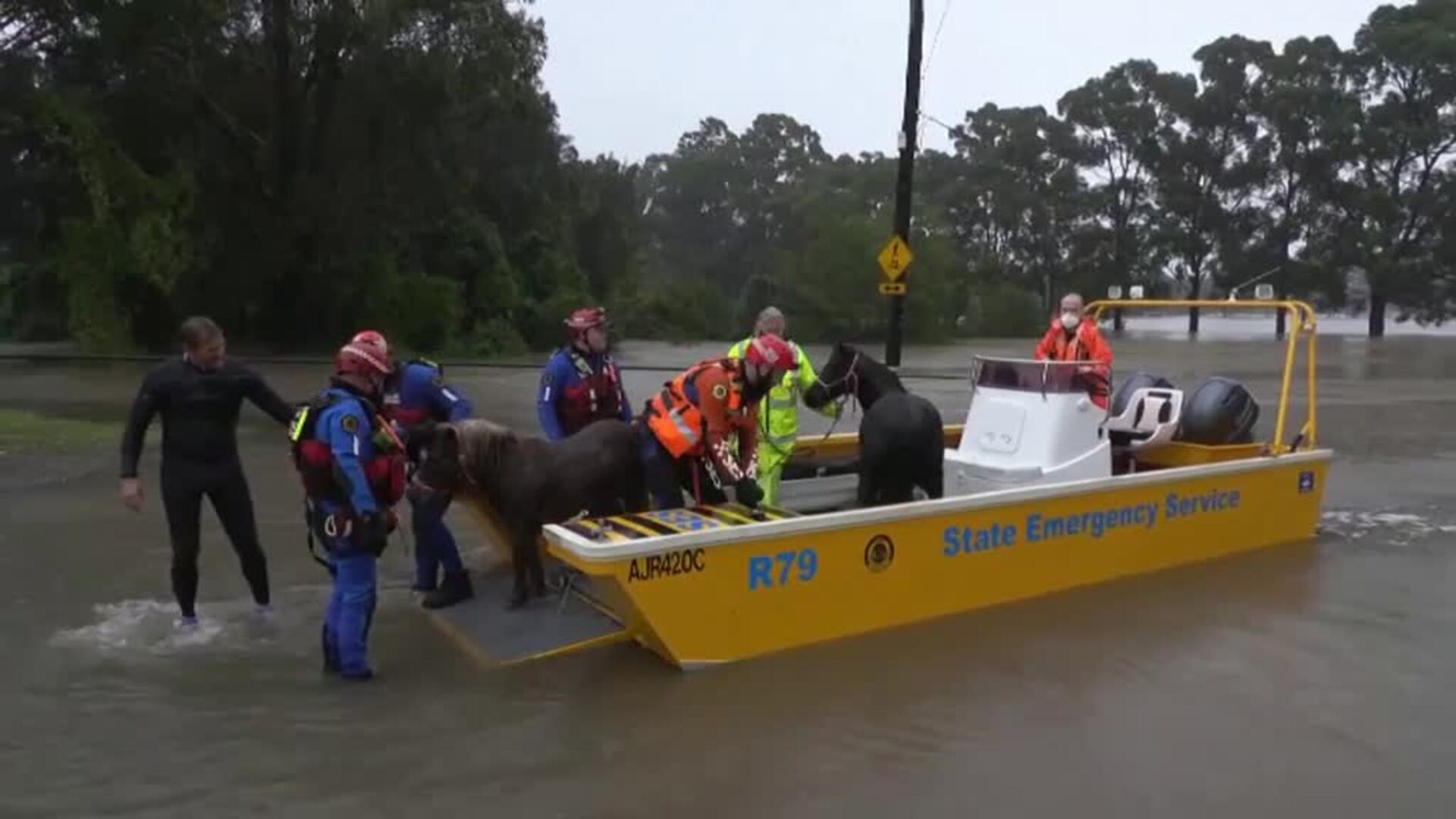 Rescatistas australianos salvan del ahogamiento a varios ponis y otros animales por las inundaciones
