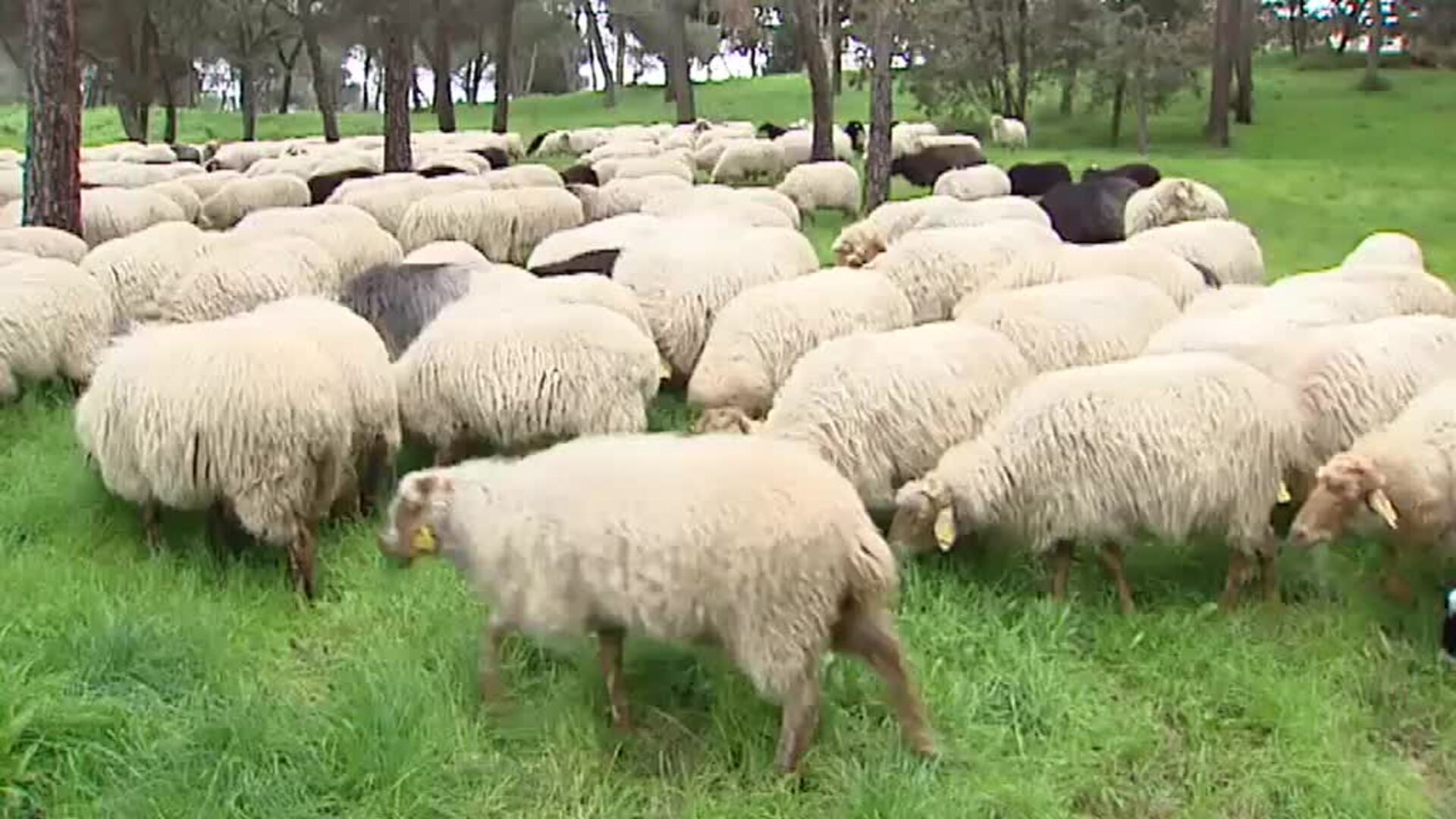 Un rebaño de ovejas toma las calles del centro de Madrid