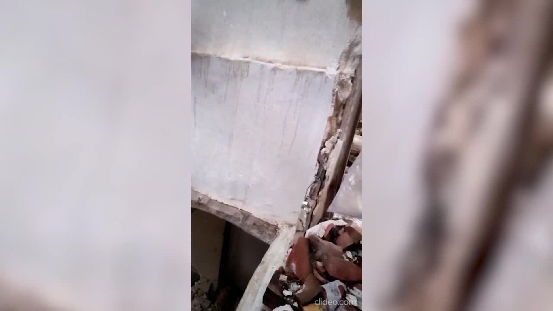 Retiran el primer nido de avispa asiática de Soria