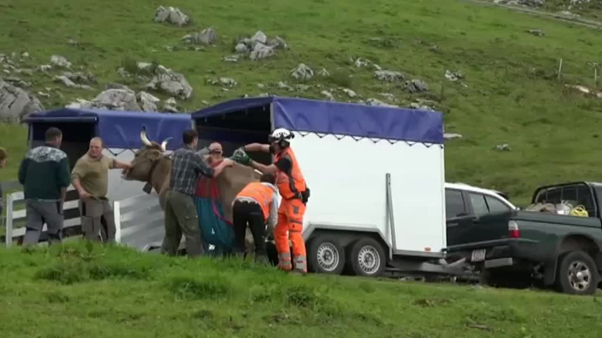 Un helicóptero en Suiza traslada en volandas vacas heridas durante la temporada de pasto