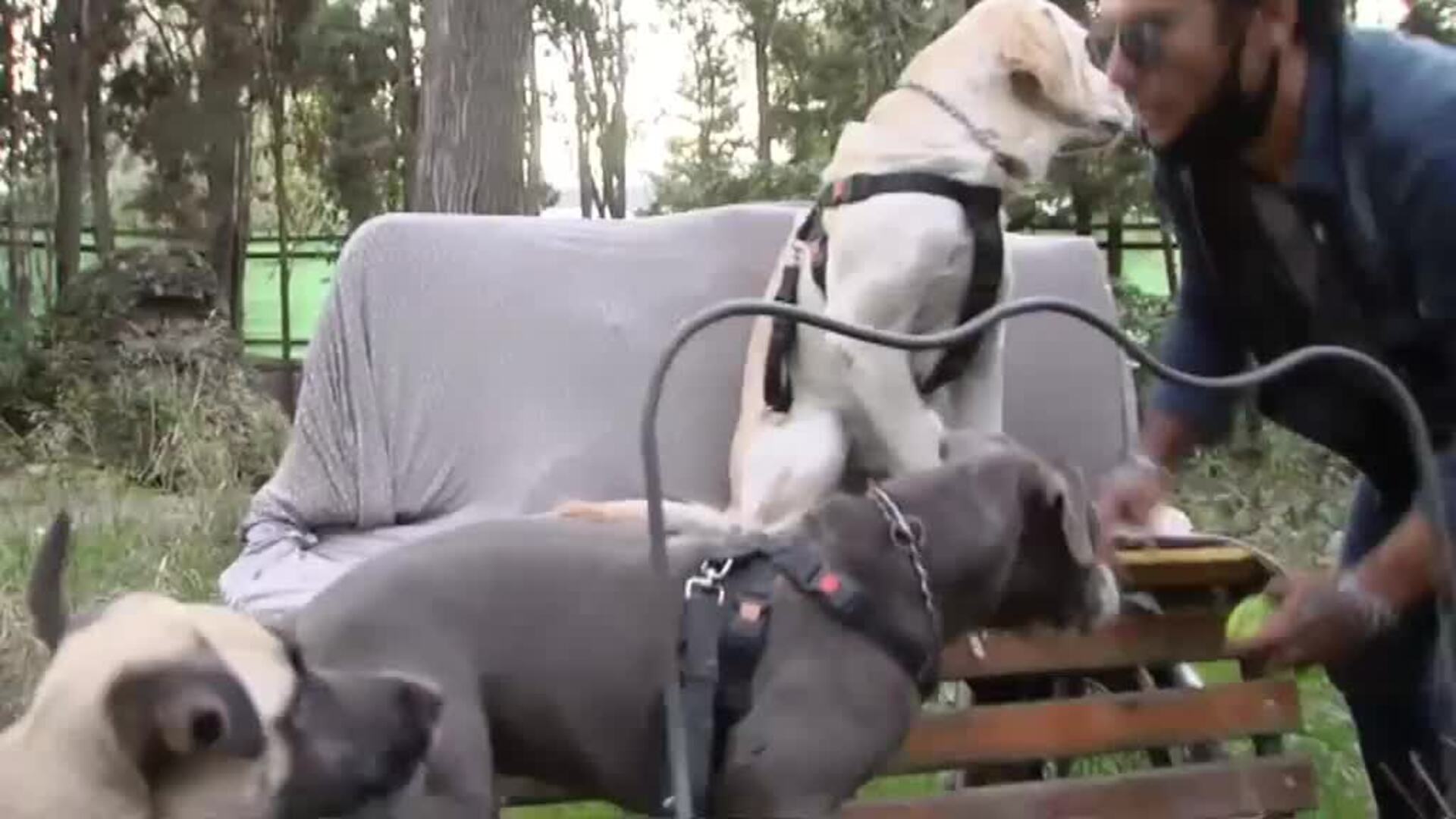 Los perros detectan el Coronavirus