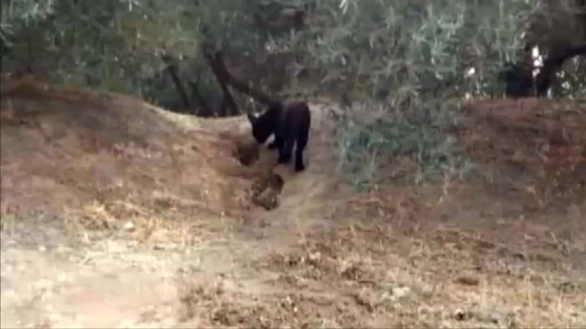 La pantera de Granada podría ser sólo un gato doméstico