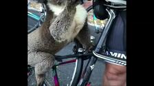 Un koala sediento pide agua a unos ciclistas en plena ola de calor en Australia