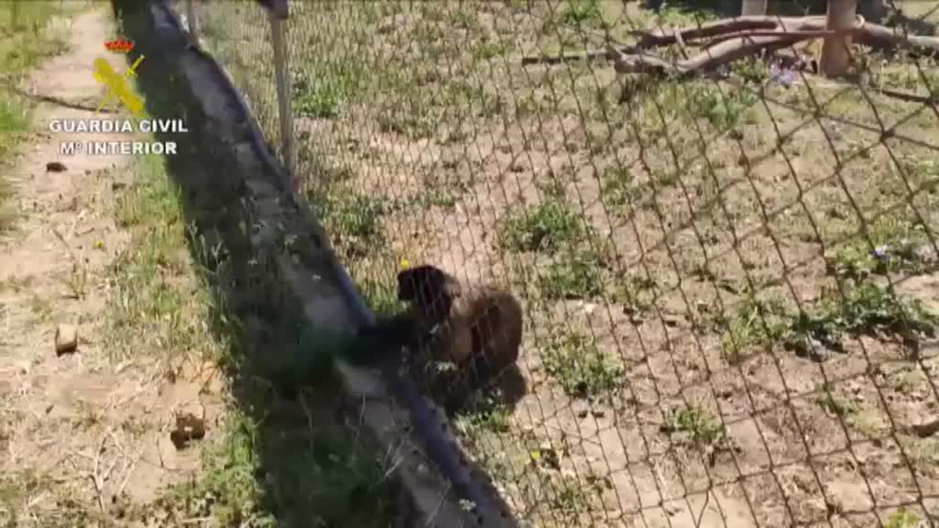 Detenida una persona e investigadas otras dos más en Madrid por  el robo de dos primates