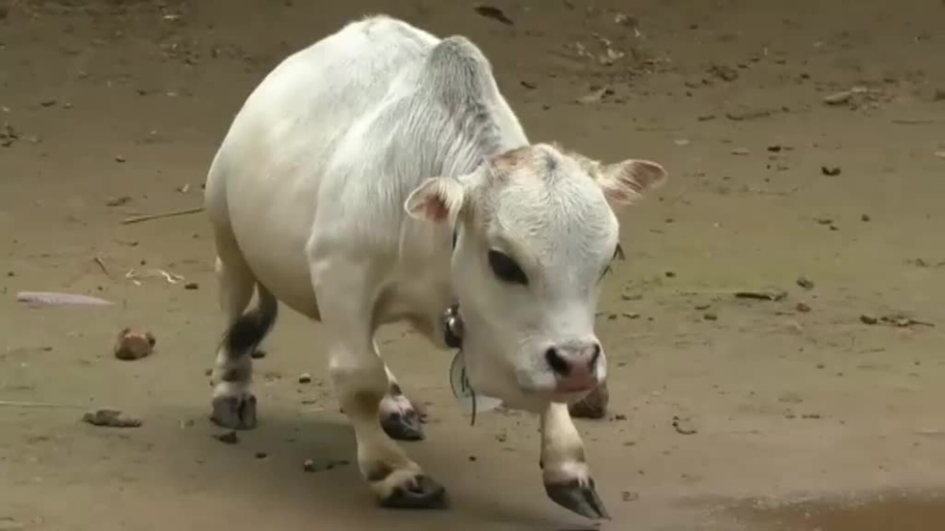 Cientos de personas ignoran las restricciones del coronavirus en Bangladesh para ver a una vaca de medio metro de altura