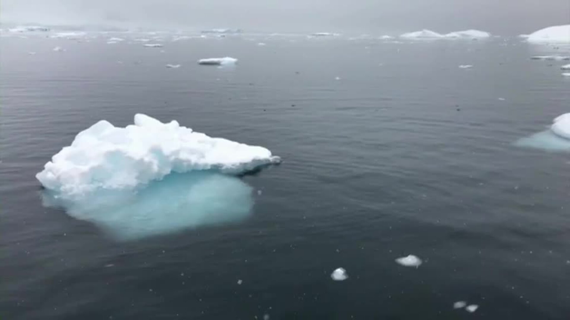 El pingüino emperador en peligro de extinción