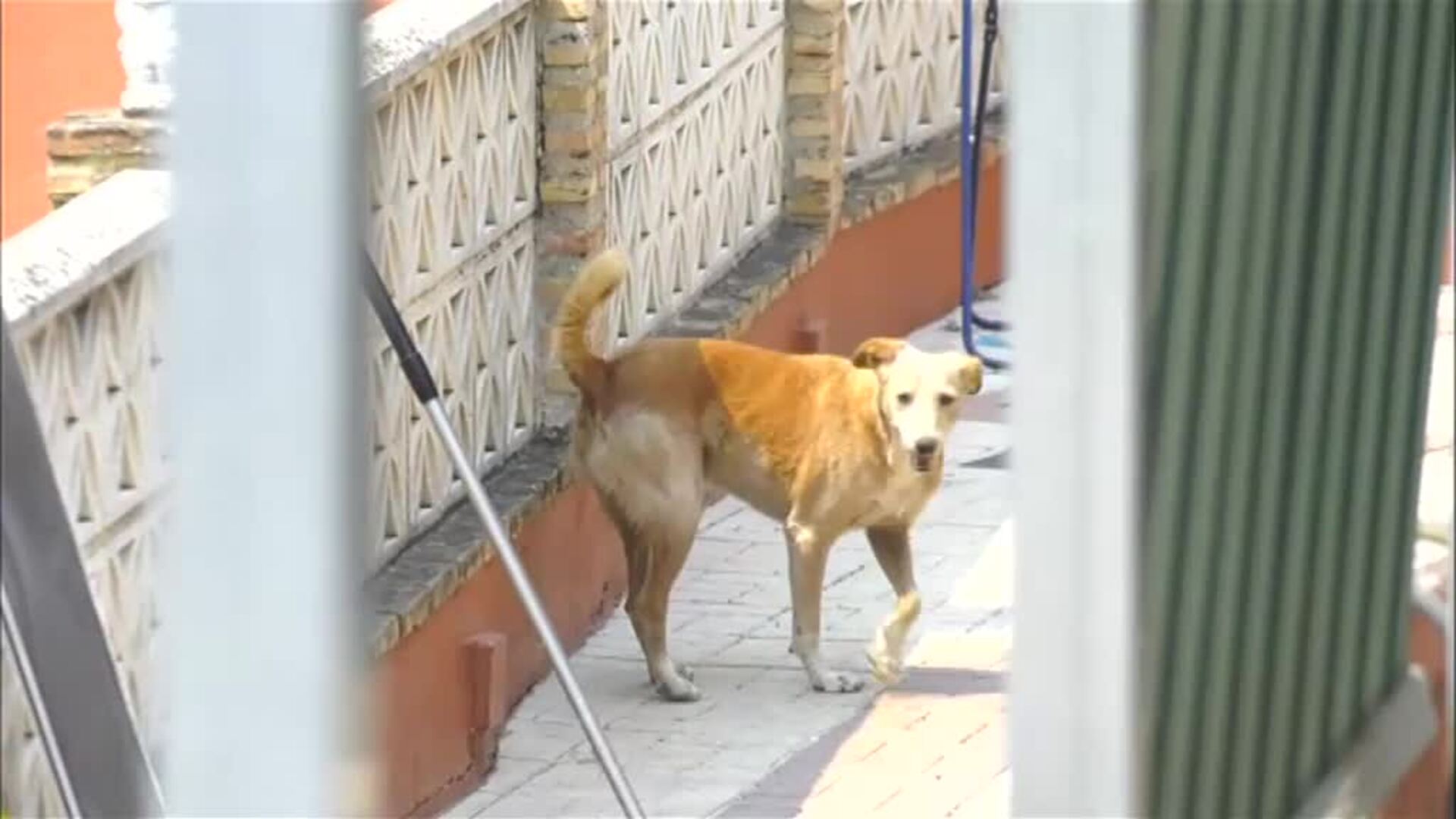 Los vecinos del fuego de Estepona preocupados por sus mascotas