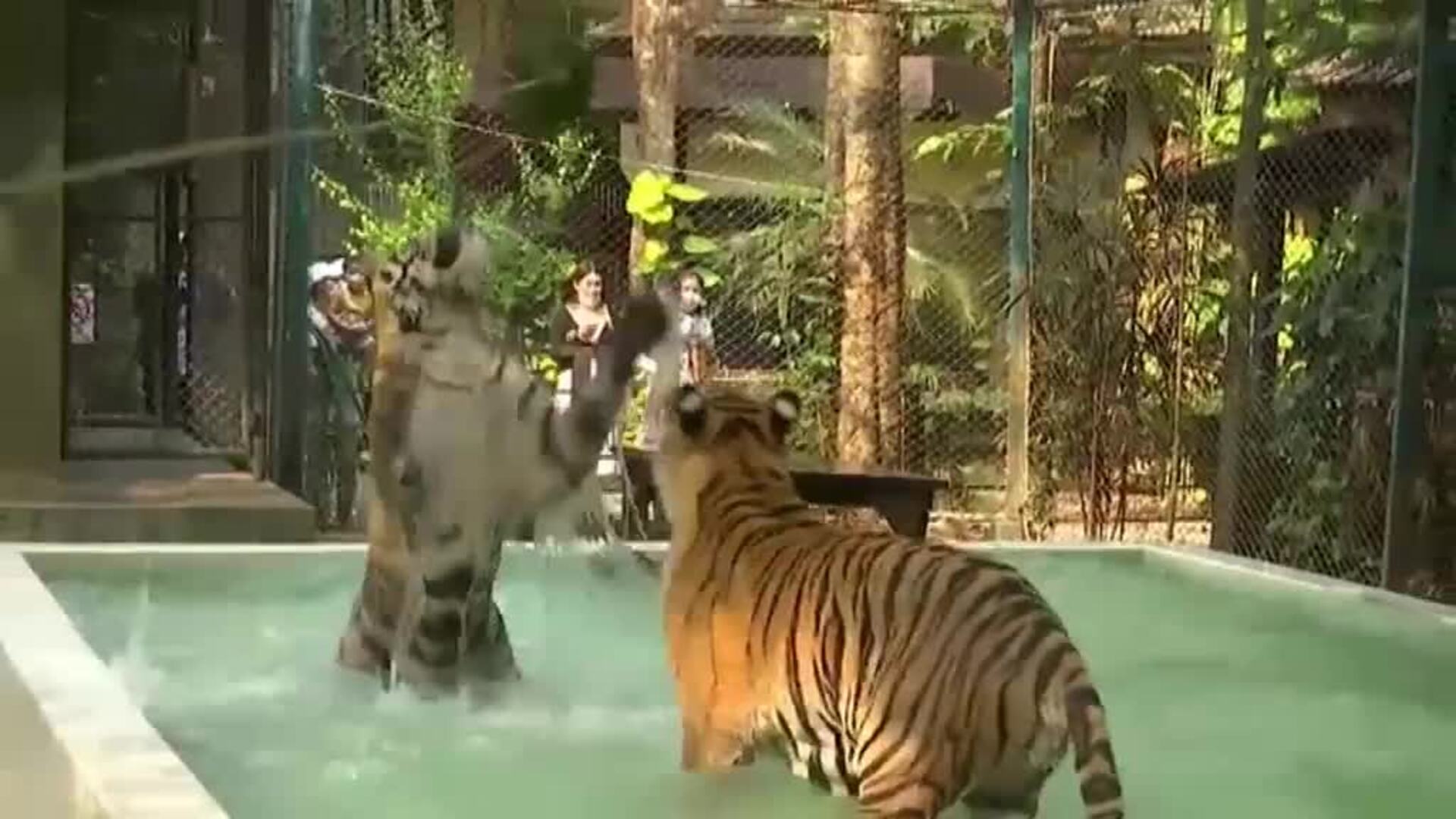 Tigres de un zoo de Tailandia comen piezas de pollo heladas para combatir el calor