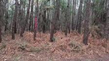 Detectado por primera vez en Francia un parásito mortal del pino en el bosque de las Landas
