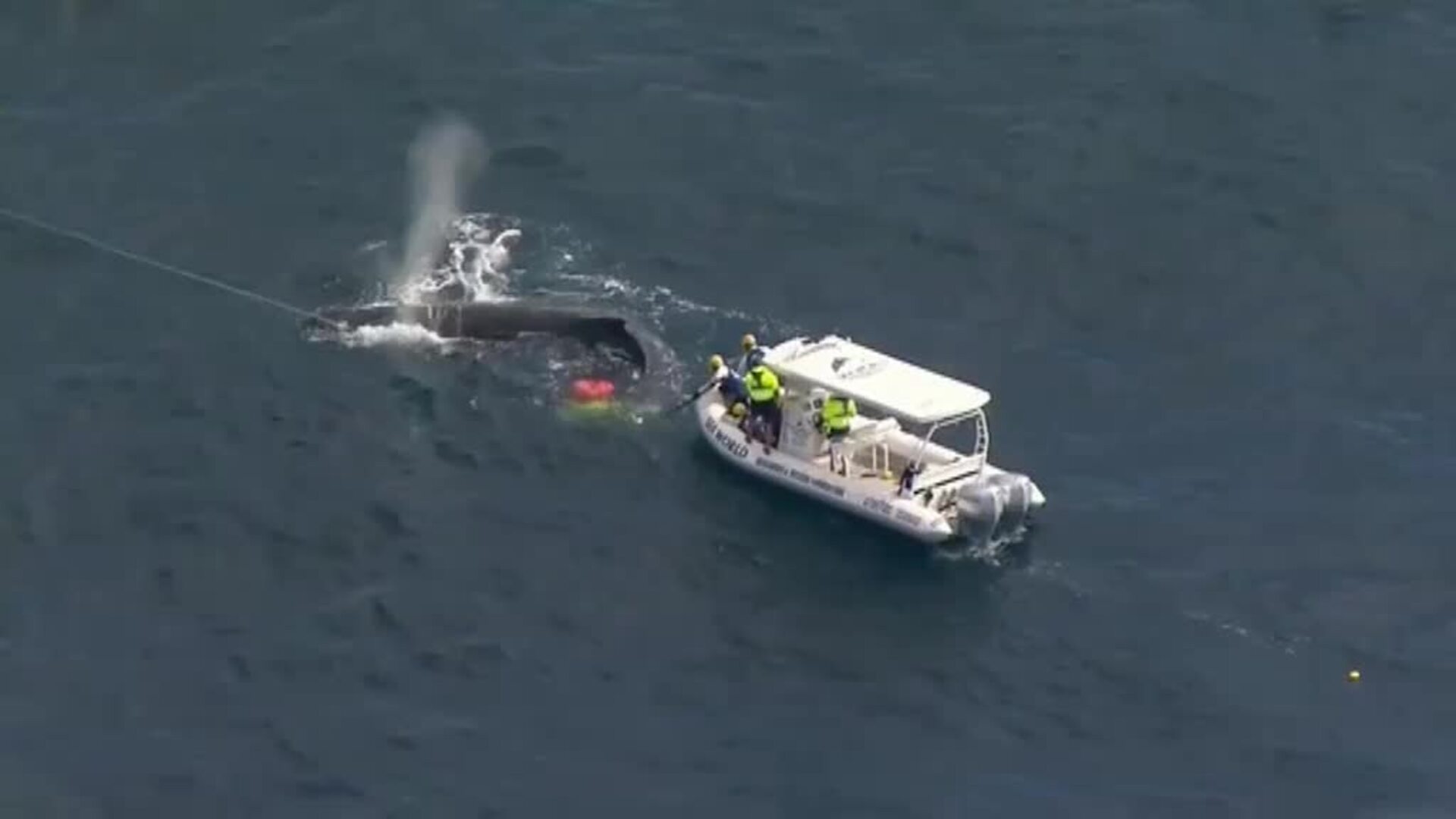 Rescatan a seis ballenas atrapadas en redes frente a la costa australiana