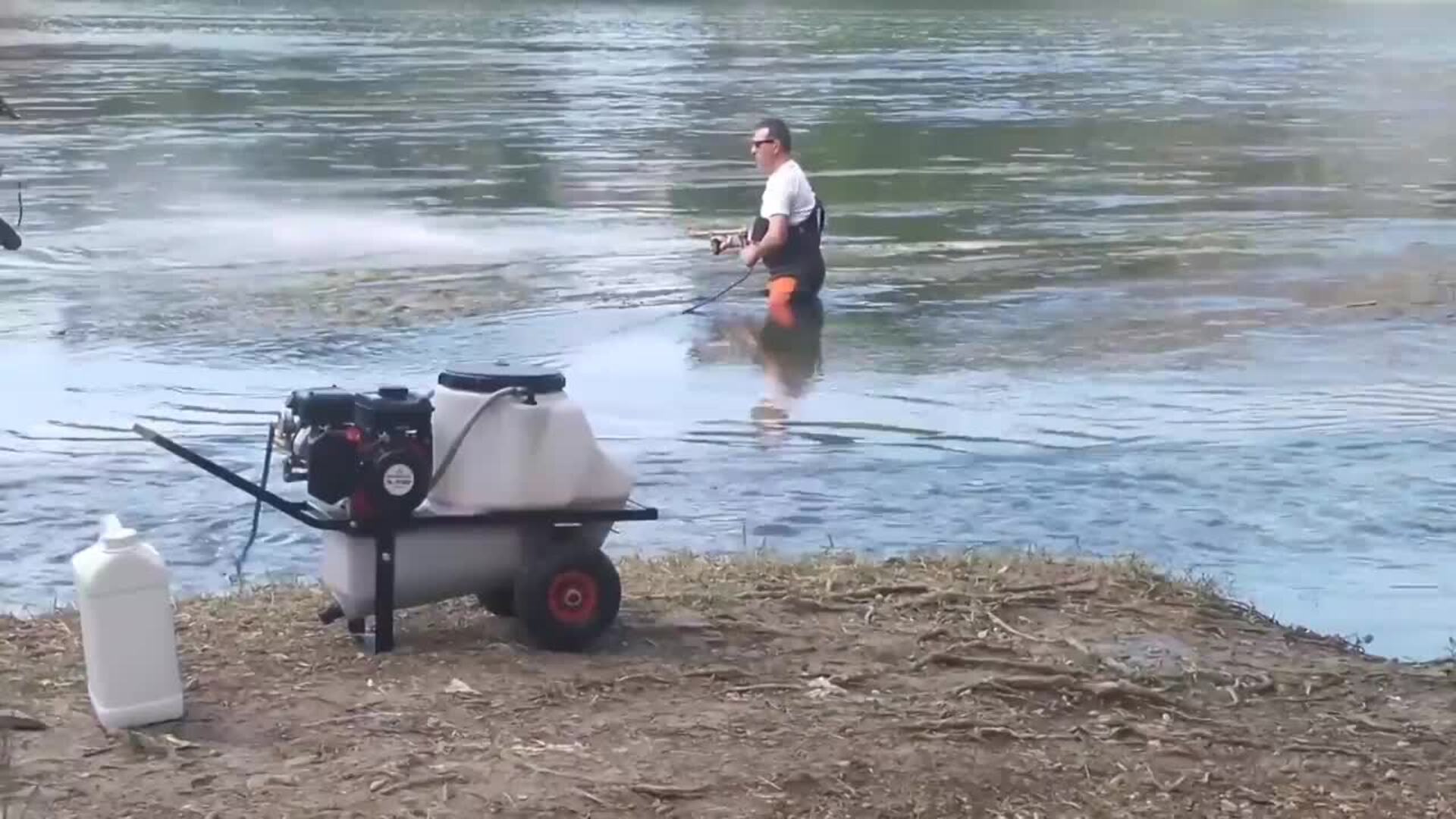 Zaragoza refuerza los medios para prevenir la proliferación de la mosca negra