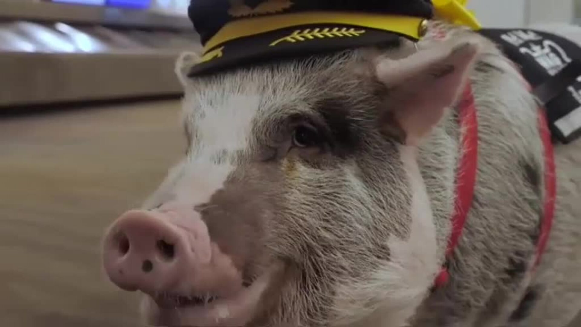 Un cerdo se convierte en la nueva mascota del Aeropuerto de San Francisco