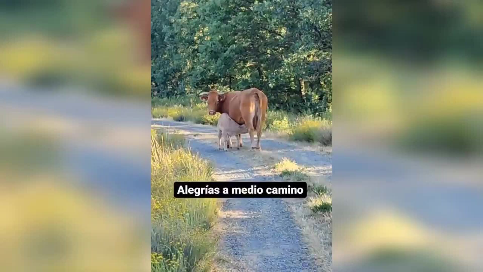 Roberto Leal sigue entrenando y demuestra sus habilidades para el fútbol