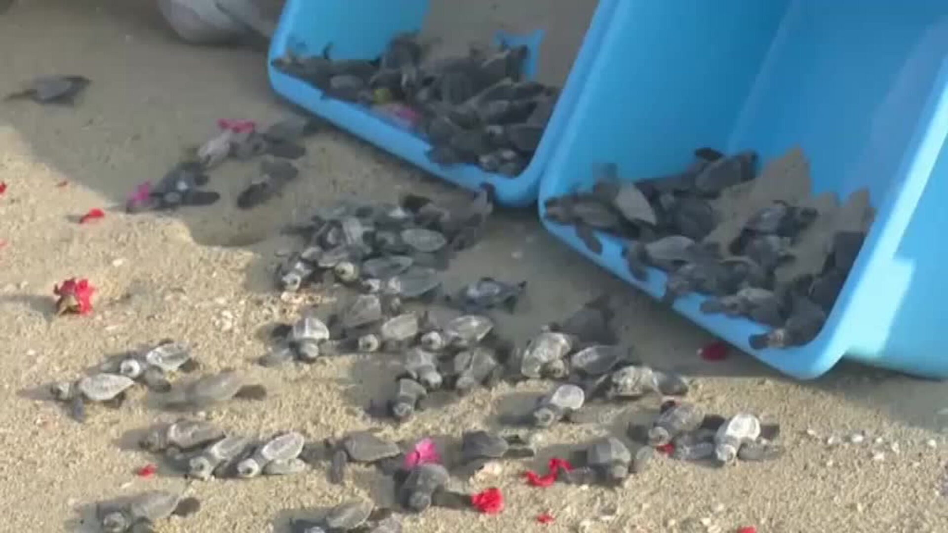 Liberan 131 crías de tortuga en una playa de la localidad india de Dhanushkodi