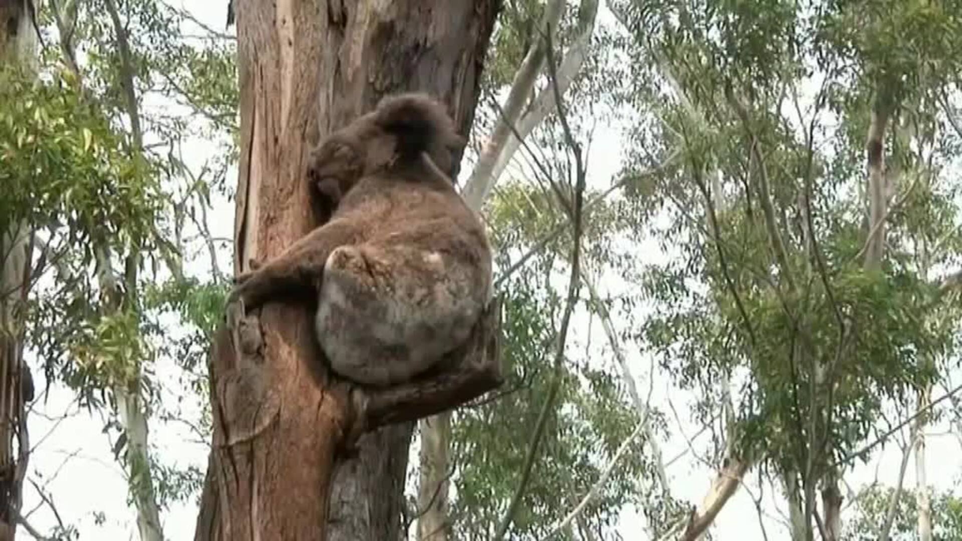 Australia podría incluir a los koalas en su lista de animales en peligro de extinción