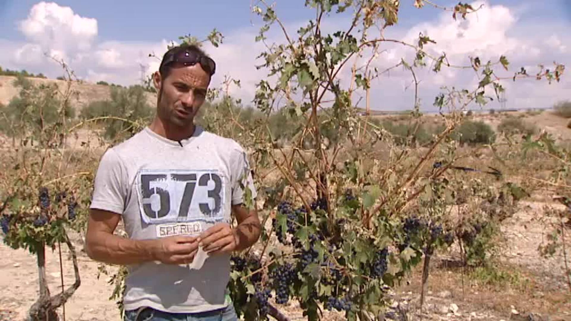 Cultivos arrasados por la tormenta en Arganda