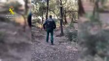Perros entrenados de la Guardia Civil buscan jabalíes muertos en la sierra de Collserola (Barcelona)