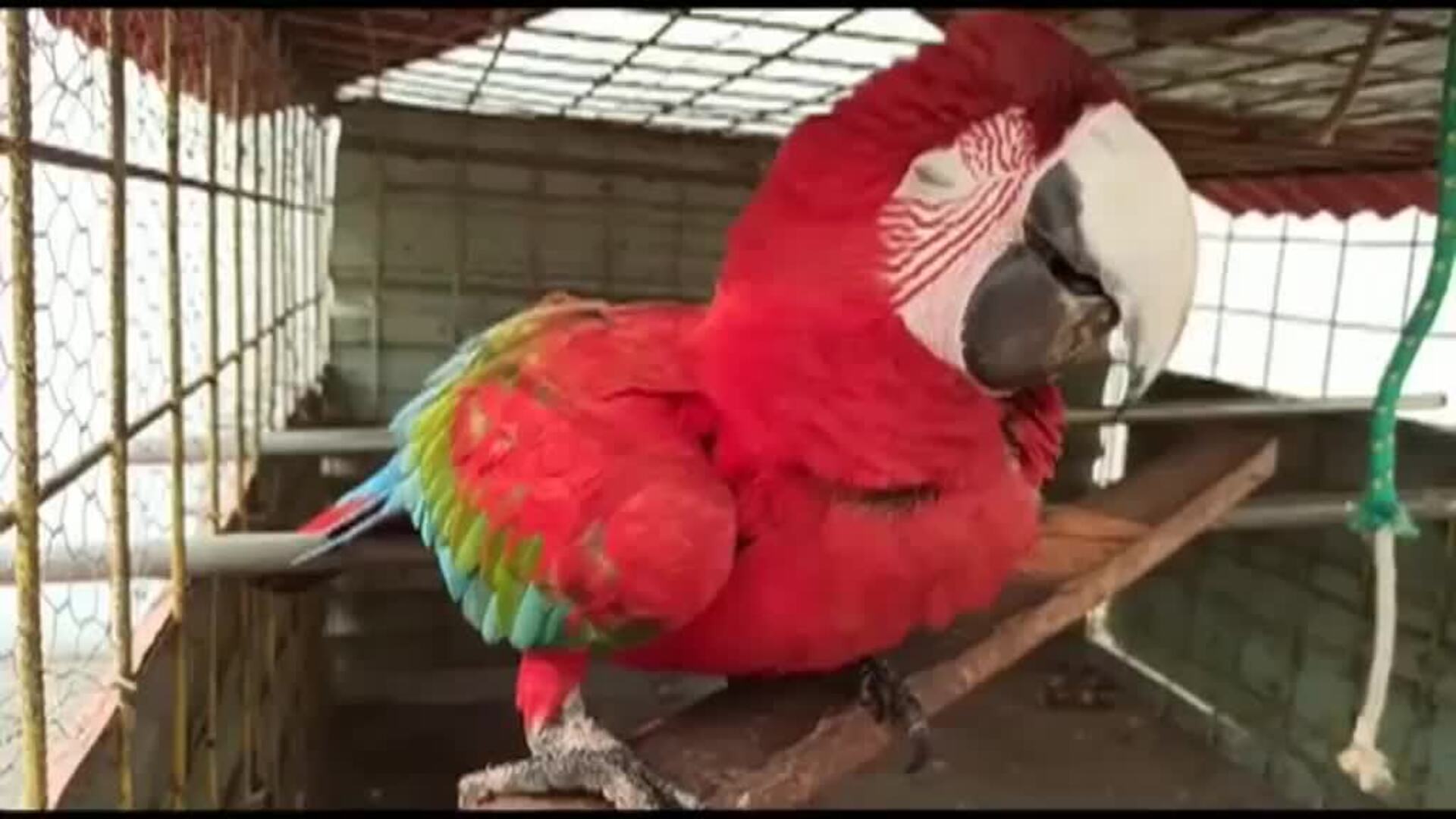 Rescatan a decenas de animales intoxicados por los incendios en el sur de Bolivia