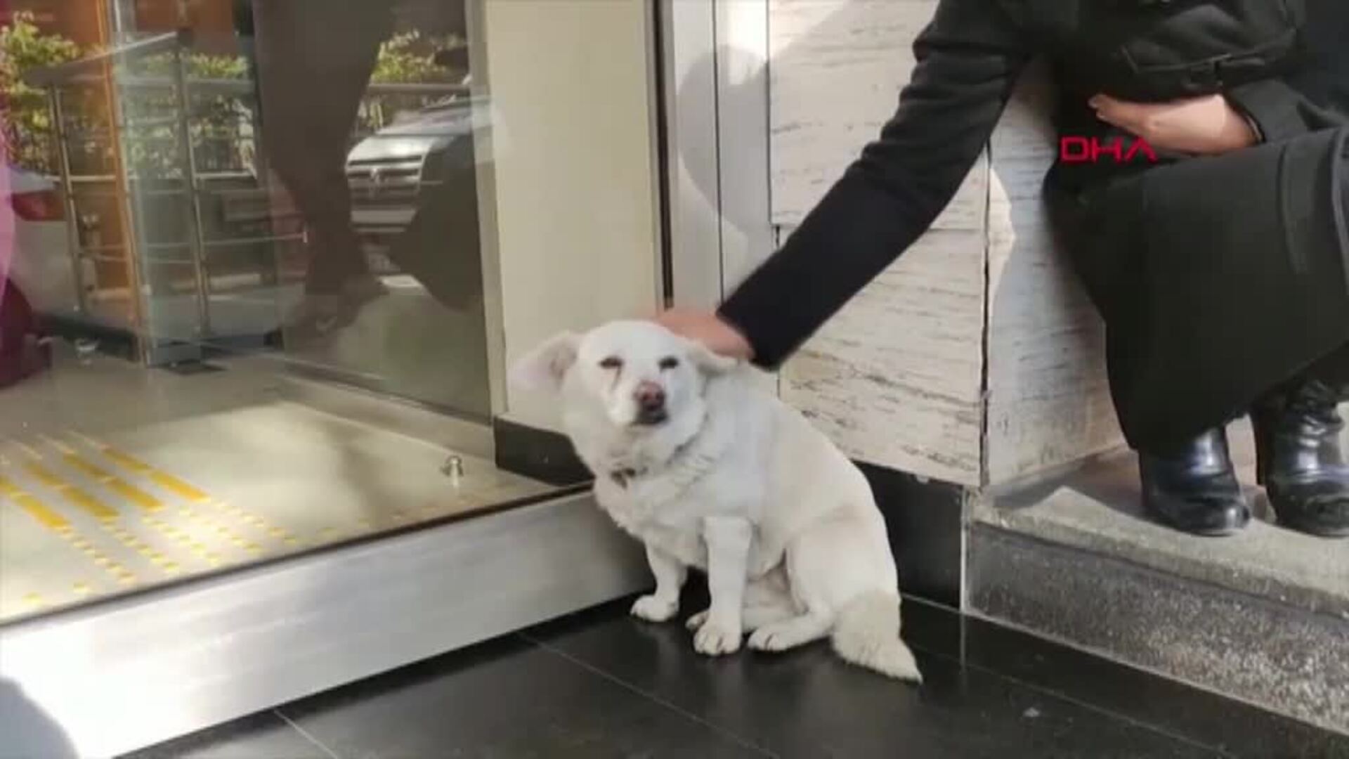 Una perra espera a su dueño una semana en la puerta de un hospital turco