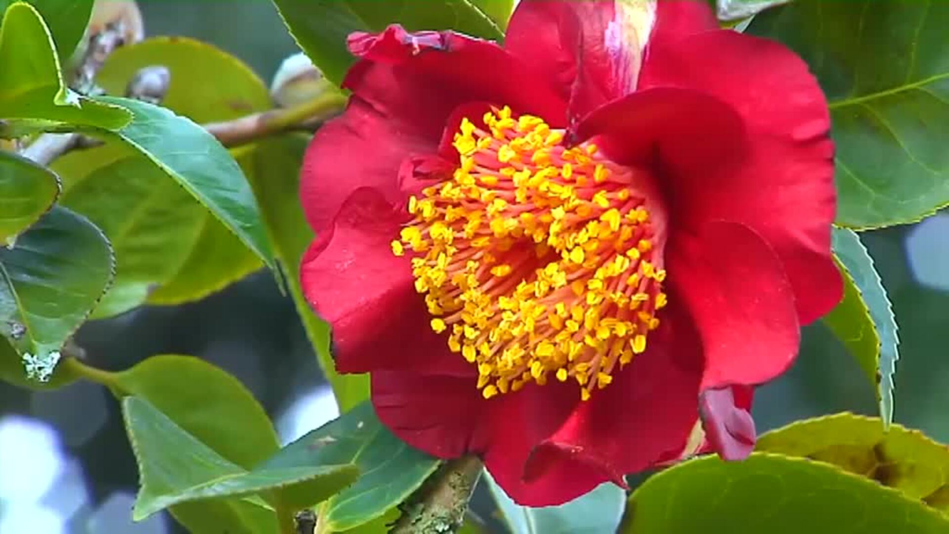 El castillo de Sotomayor, un paraíso mágico que esconde todo un tesoro botánico