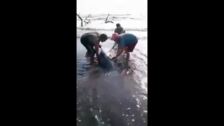 Rescatan a más de 200 delfines que quedaron varados en una playa del noroeste de Venezuela