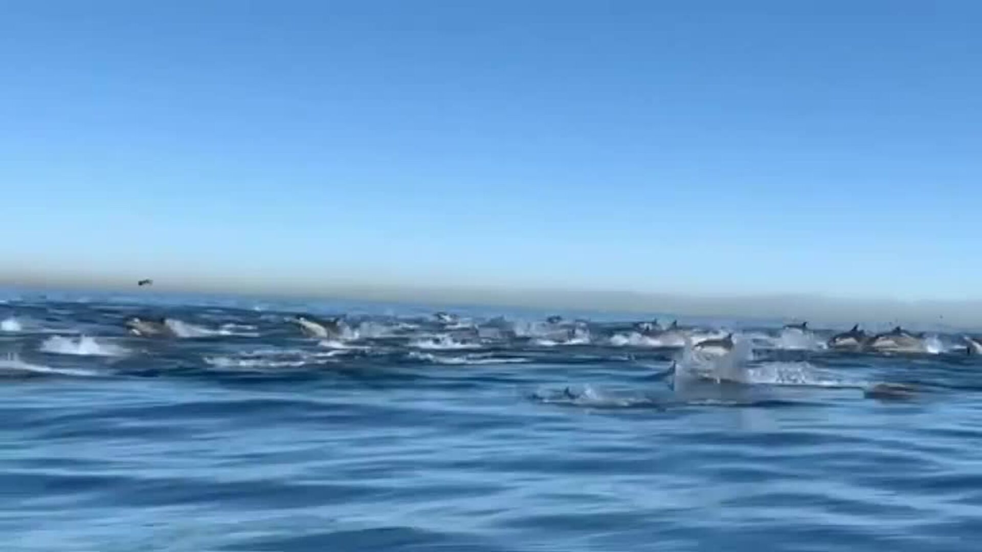 Asombrosa estampida de 2.000 delfines en el sur de California