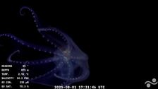 Expedición científica en el Atlántico Sur reaviva debate sobre recortes a la ciencia argentina