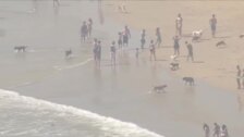 Las playas de California se llenan de bañistas pese a la pandemia de Covid-19