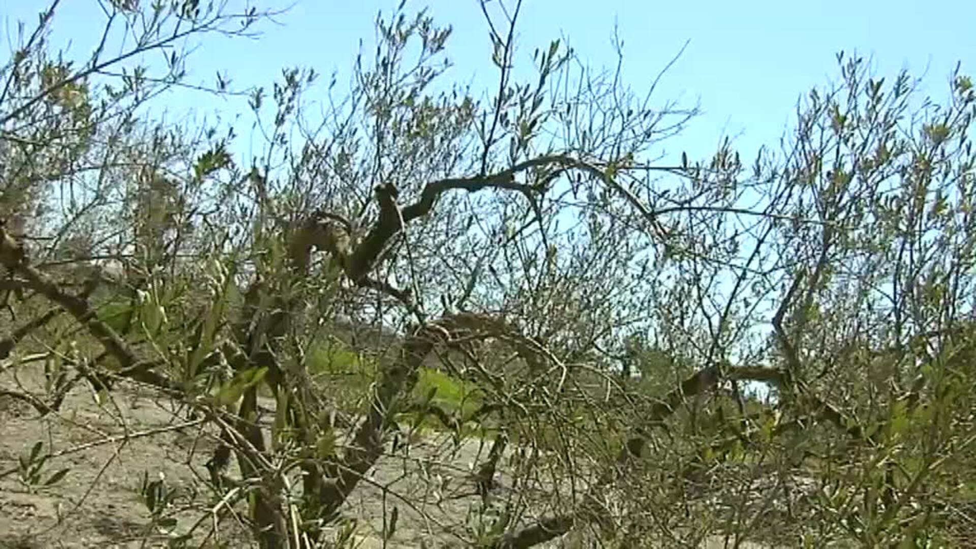 La contaminación y el calor originan una impresionante plaga de mosquitos en Castellón