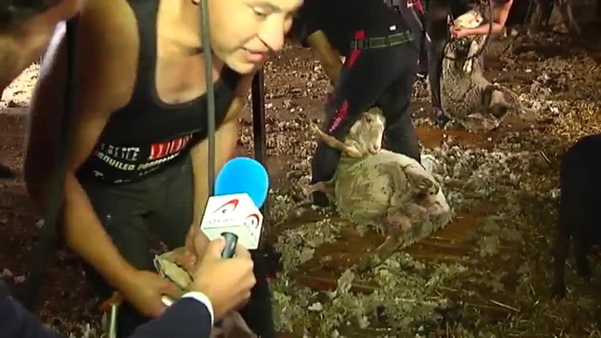 Llega la temporada de la esquila de ovejas