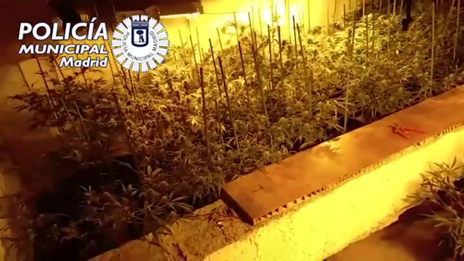 Requisados 21 kilos y 211 plantas de marihuana en un local de Vallecas