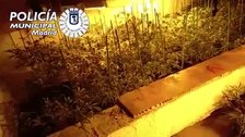 El tráfico de marihuana aumenta un 75 por ciento en solo un año