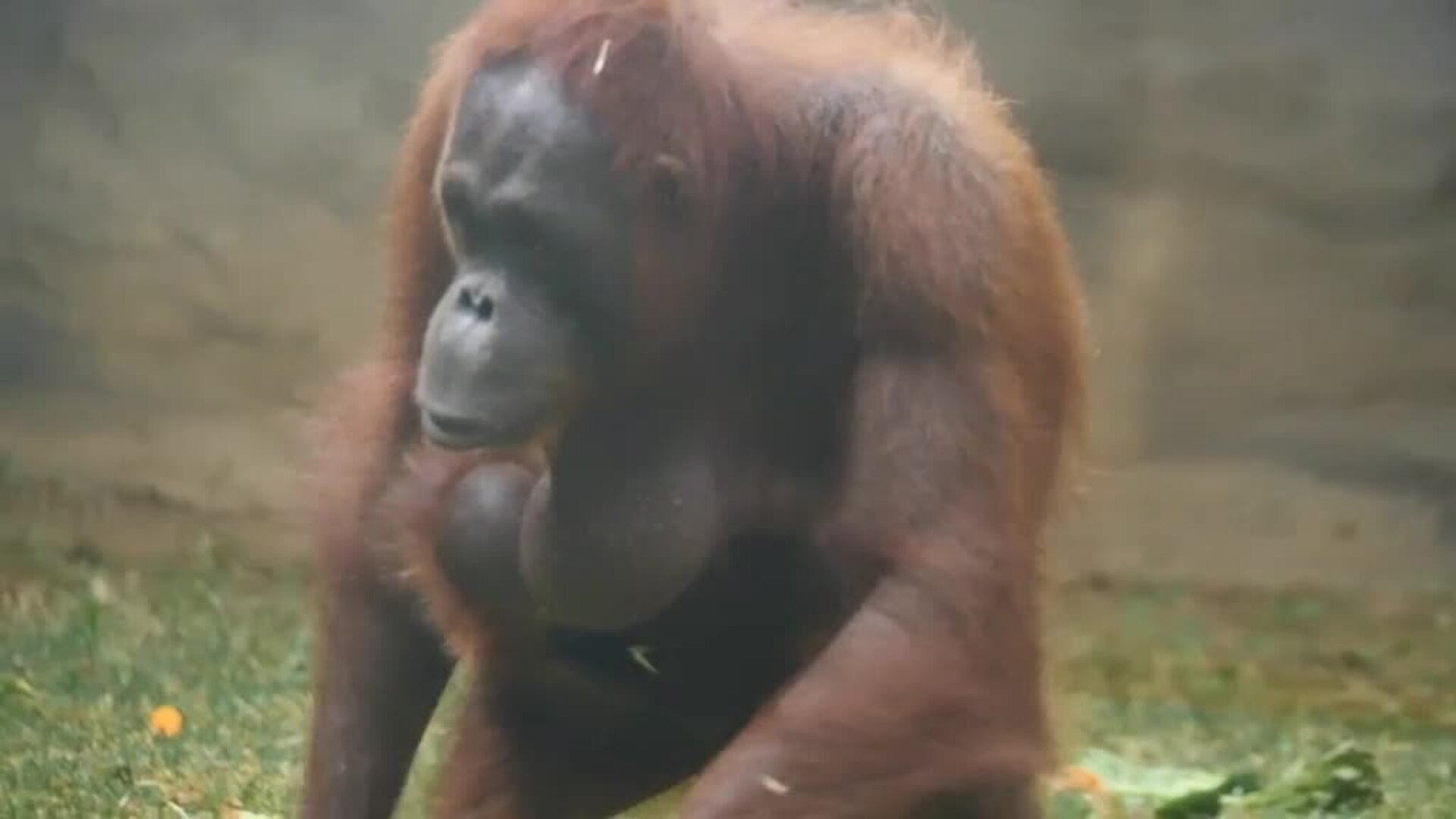 Muestran junto a su madre a la nueva cría de orangután de Borneo nacida en mayo en el zoo de Barcelona