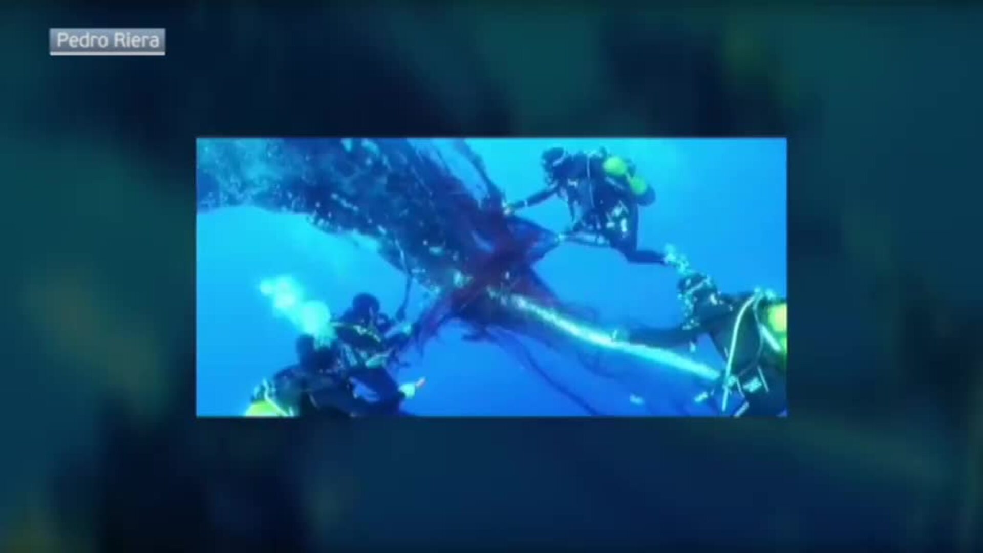 Muere en Valencia la ballena rescatada en Mallorca