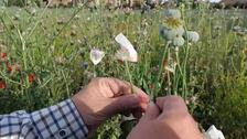La flor del opio tapiza de blanco muchos espacios de Castilla-La Mancha